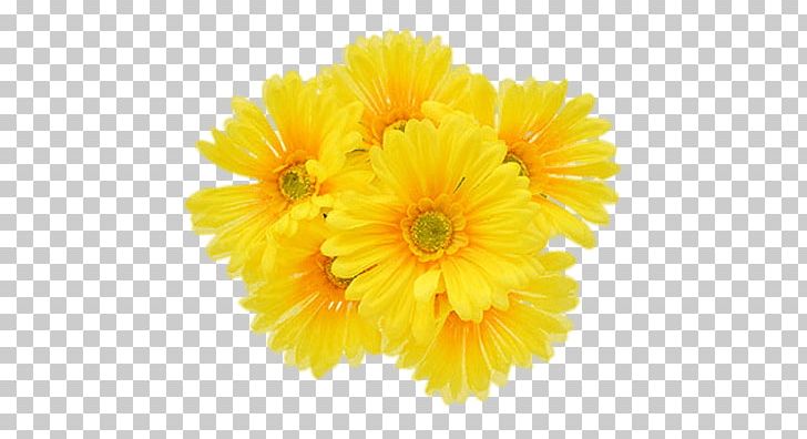 Transvaal Daisy Common Daisy Daisy Family Flower Chrysanthemum PNG, Clipart, Annual Plant, Blackeyed Susan, Calendula, Chrysanthemum, Chrysanths Free PNG Download