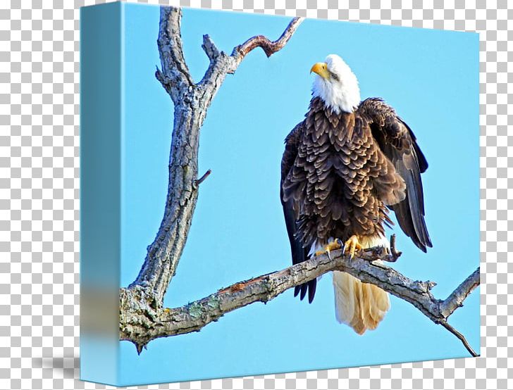 Bald Eagle Hawk Vulture Beak Stock Photography PNG, Clipart, Accipitriformes, Animals, Bald Eagle, Beak, Bird Free PNG Download