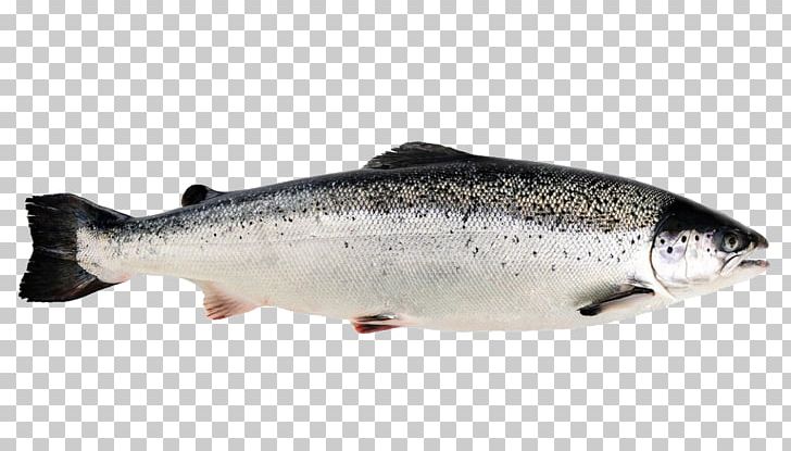 Norway Aquaculture Of Salmonids Sushi Rainbow Trout PNG, Clipart, Atlantic Salmon, Barramundi, Bass, Bony Fish, Chinook Salmon Free PNG Download