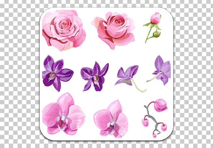 Orchids Flower Bud Cooktown Orchid PNG, Clipart, Blossom, Bud, Color, Cooktown Orchid, Cut Flowers Free PNG Download
