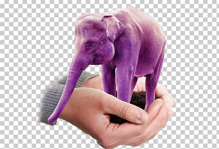 Indian Elephant African Bush Elephant Stock Photography Elephantidae PNG, Clipart, African Bush Elephant, African Elephant, Alamy, Asian Elephant, Bubble Blue Free PNG Download