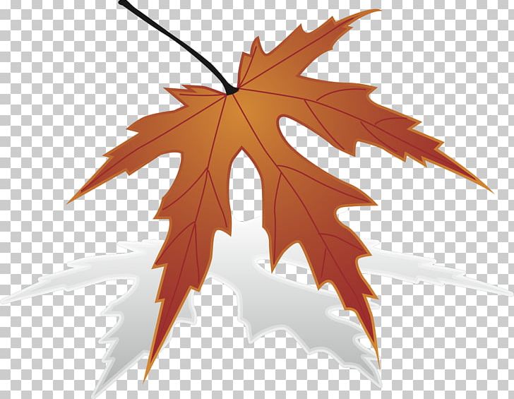 Japanese Maple Maple Leaf PNG, Clipart, Description, Japanese Maple, Leaf, Map, Maple Free PNG Download