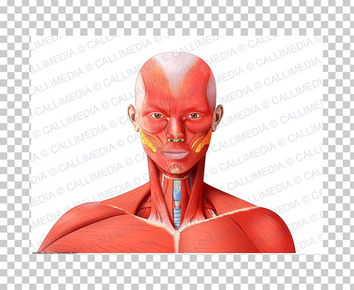 Nose Muscle Neck Head Anatomy PNG, Clipart, Anatomy, Blood Vessel, Chin, Face, Fictional Character Free PNG Download
