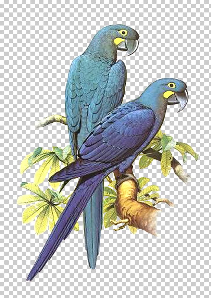 Parrot Bird Macaw Budgerigar Parakeet PNG, Clipart, Animal, Animals, Art, Beak, Bird Free PNG Download