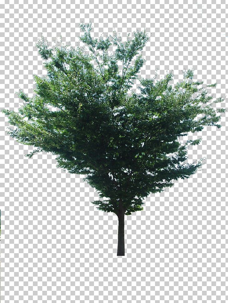 Spruce Shrub PNG, Clipart, Albero, Branch, Conifer, Evergreen, Others Free PNG Download