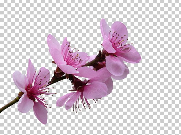 Blossom Flower Petal Blue Rose PNG, Clipart, Blossom, Blue Rose, Branch, Cherry Blossom, Flower Free PNG Download