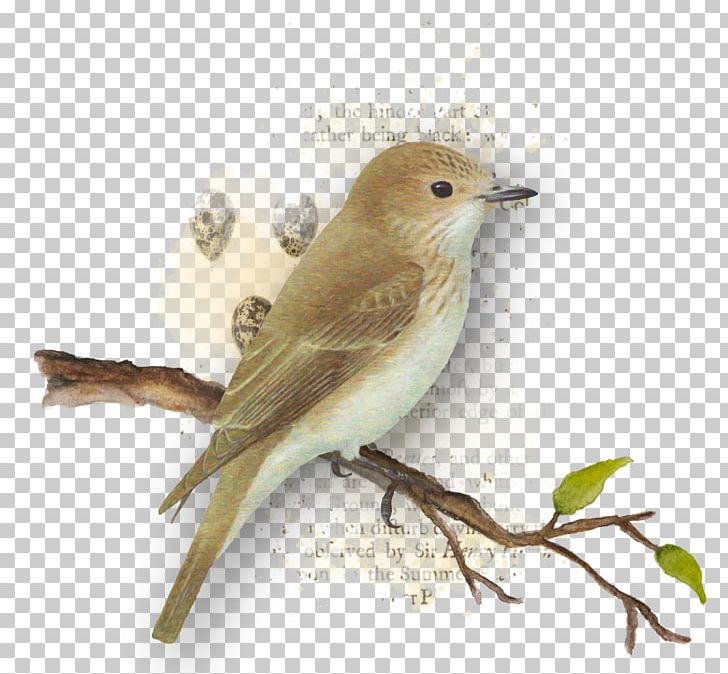 Common Nightingale Bird Finch American Sparrows Beak PNG, Clipart, American Sparrows, Animals, Beak, Bird, Blog Free PNG Download