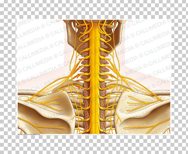 Nerve Posterior Triangle Of The Neck Human Anatomy Nervous System PNG, Clipart, Anatomy, Arm, Blood Vessel, Coronal Plane, Cranial Nerves Free PNG Download