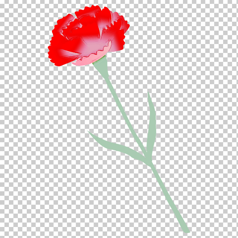 Carnation Flower PNG, Clipart, Carnation, Cut Flowers, Dianthus, Flower, Grass Free PNG Download