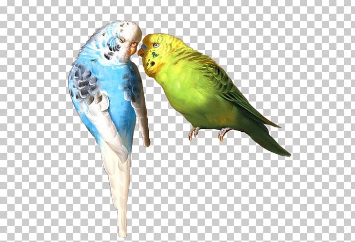 Budgerigar Oil Painting Parakeet Art PNG, Clipart, Art, Artist, Beak, Bird, Budgerigar Free PNG Download