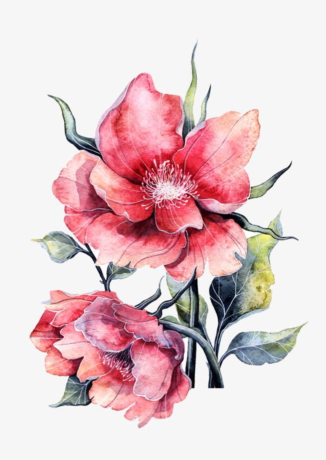 Watercolor Peony In Full Bloom PNG, Clipart, Bloom Clipart, Flowers, Full Clipart, Peony, Peony Clipart Free PNG Download