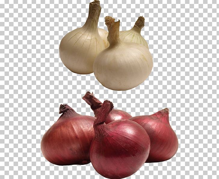 Red Onion Yellow Onion Shallot Garlic PNG, Clipart, Author, Food, Garlic, Ingredient, Onion Free PNG Download