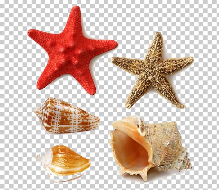 Seashell Stock Photography PNG, Clipart, Christmas Decoration, Conch, Conchology, Decor, Decoration Free PNG Download