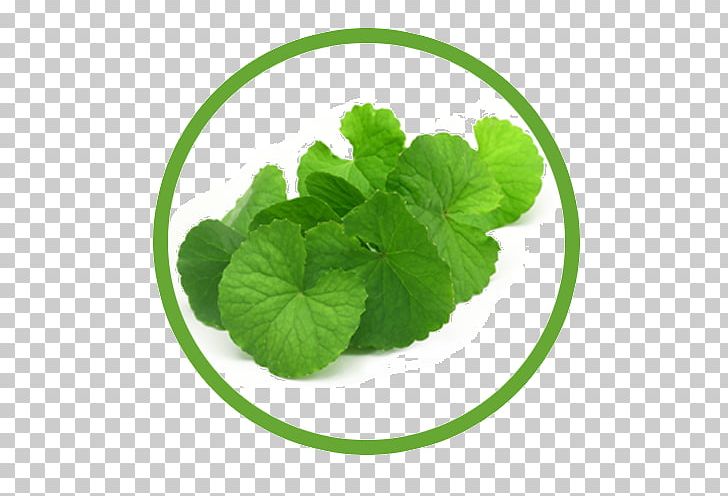 Centella Asiatica Herb Dietary Supplement Food Waterhyssop PNG, Clipart, Annual Plant, Ayurveda, Brain, Centella, Centella Asiatica Free PNG Download