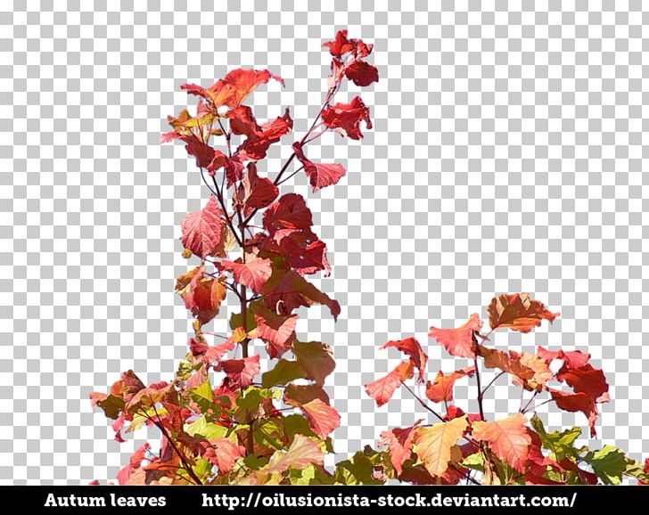 Plants Music PNG, Clipart, Art, Autumn, Blossom, Branch, Cherry Blossom Free PNG Download