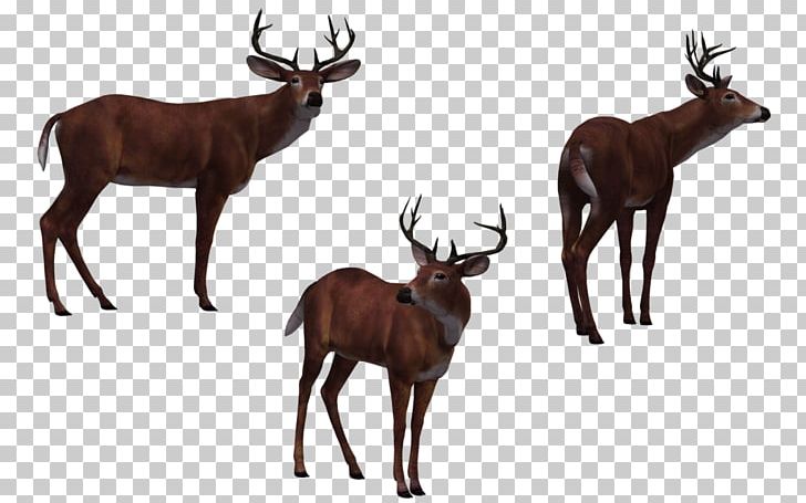 Deer Hunter 3D Computer Graphics PNG, Clipart, 3d Computer Graphics, Animals, Antler, Computer Animation, Computer Graphics Free PNG Download