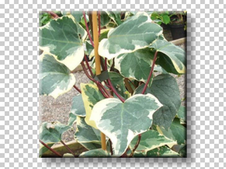 Plant Pathology Leaf Plants PNG, Clipart, Hedera, Ivy, Ivy Family, Leaf, Others Free PNG Download