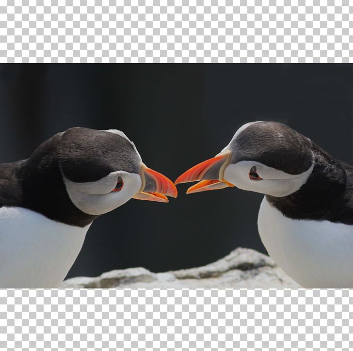 Puffin Penguin Beak Neck Animal PNG, Clipart, Animal, Animals, Beak, Bird, Charadriiformes Free PNG Download