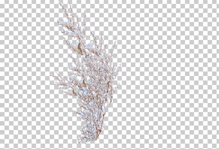 Shrub Snow Tree Rose PNG, Clipart, Branch, Bush, Christmas Snow, Conifer, Desktop Wallpaper Free PNG Download