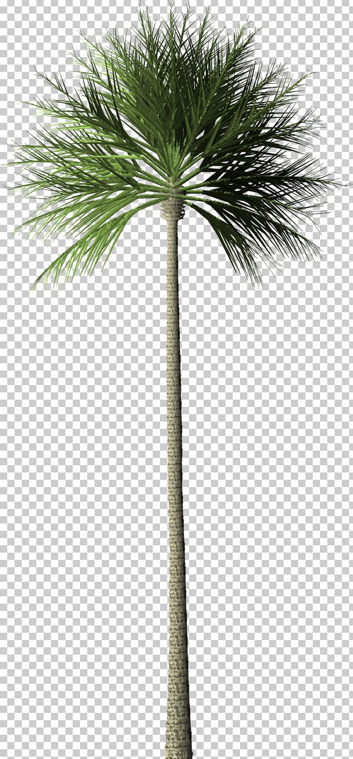 Arecaceae Tree Palm Oil Oil Palms Rainforest PNG, Clipart, Arecaceae, Arecales, Asian Palmyra Palm, Borassus Flabellifer, Date Palm Free PNG Download