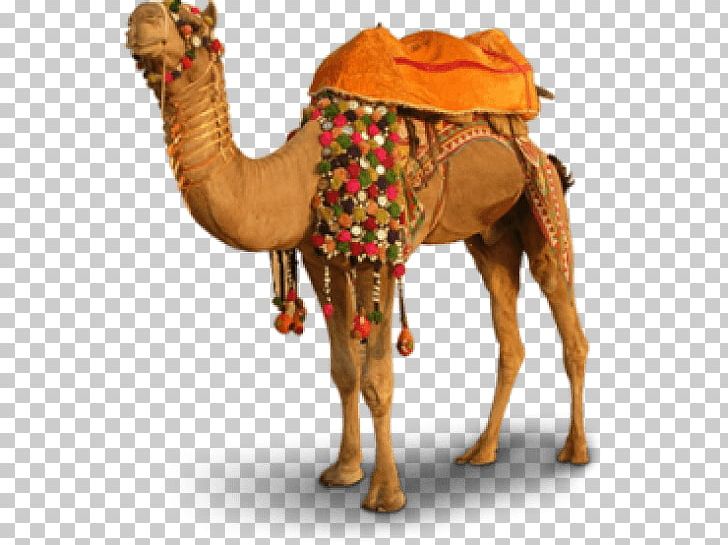 Merzouga Bactrian Camel PNG, Clipart, Arabian Camel, Archive File, Bactrian Camel, Camel, Camel Like Mammal Free PNG Download