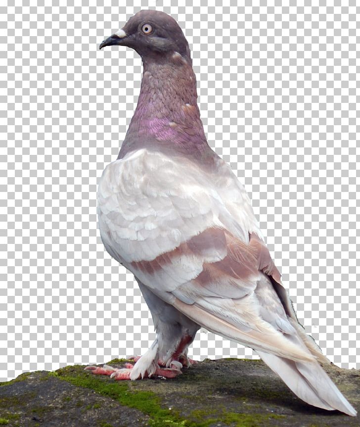 Rock Dove Stock Dove Columbidae Common Wood Pigeon Bird PNG, Clipart, Animals, Atzar, Beak, Bird, Columbidae Free PNG Download
