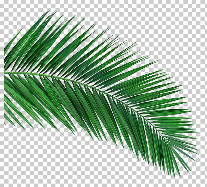 Arecaceae White Laptop Palm-leaf Manuscript Black PNG, Clipart, Arecaceae, Arecales, Art, Black, Electronics Free PNG Download