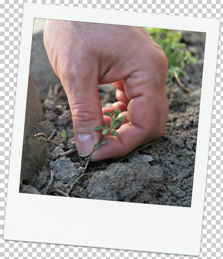 Finger Soil PNG, Clipart, Finger, Foot, Grass, Hand, Plant Free PNG Download