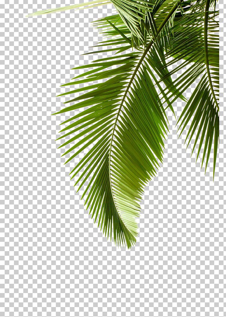 Paper Arecaceae Leaf Palm Branch Tree PNG, Clipart, Abstract Pattern, Arecaceae, Arecales, Art, Branch Free PNG Download