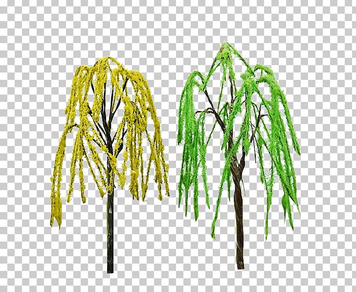 Tree Twig Plant Stem Grasses PNG, Clipart, Branch, Branching, Commodity, Family, Grass Free PNG Download