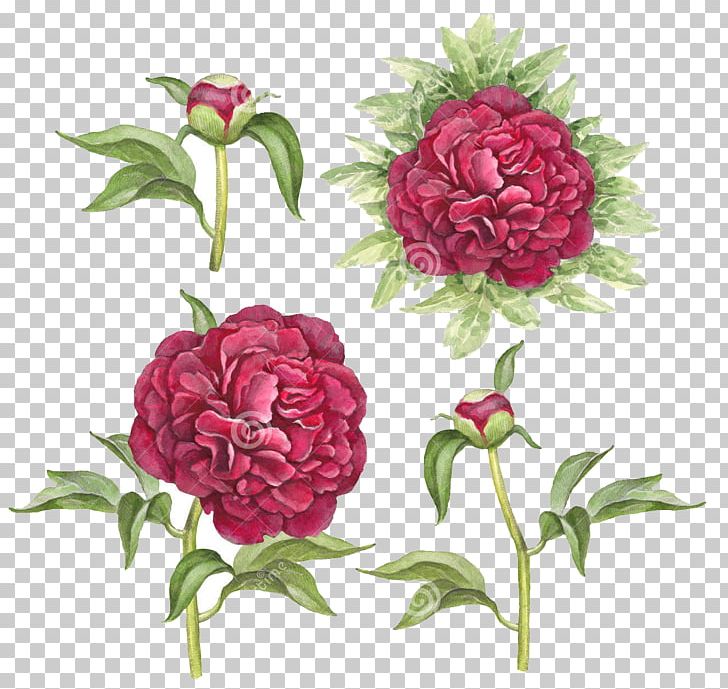 Watercolor Painting Drawing PNG, Clipart, Flower, Flower Arranging, Magenta, Miscellaneous, Others Free PNG Download