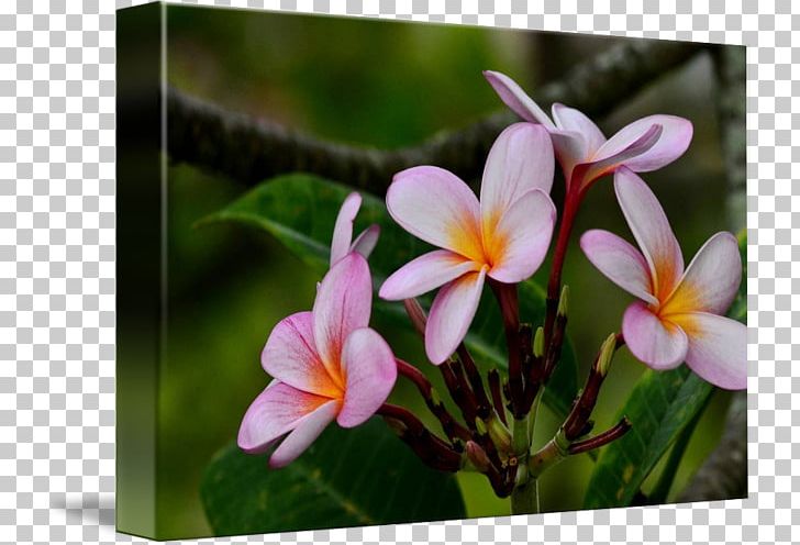 Wildflower Flora Petal Plant PNG, Clipart, Family, Flora, Flower, Flowering Plant, Frangipani Free PNG Download