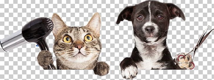 Dog Grooming Puppy Cat Pet PNG, Clipart, Anal Gland, Animal, Animals, Breed, Carnivoran Free PNG Download