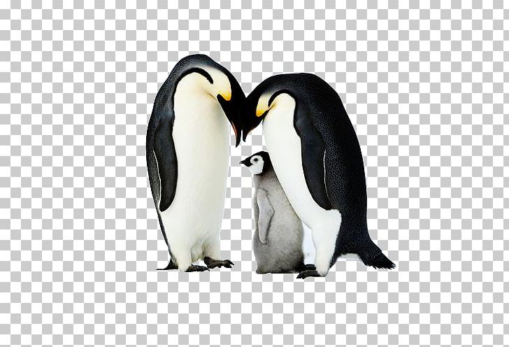 King Penguin Antarctica PNG, Clipart, 3d Three Dimensional Flower, Animal, Animals, Antarctic, Banco De Imagens Free PNG Download