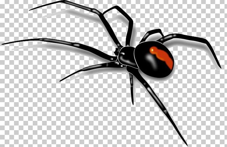 Spider Southern Black Widow PNG, Clipart, Amazing Spiders, Animals, Arachnid, Arthropod, Black Widow Free PNG Download