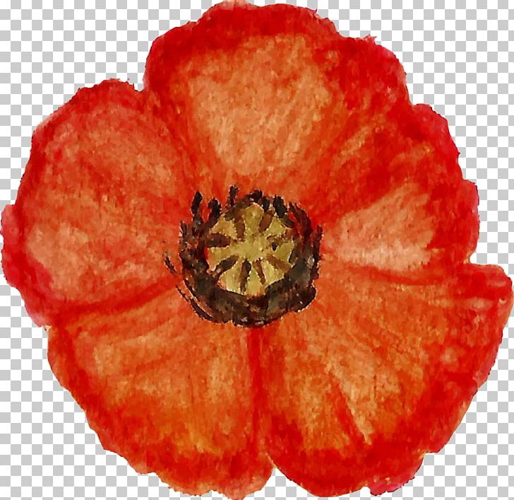 Flower Petal The Poppy Family PNG, Clipart, Coquelicot, Flower, Nature, Peach, Petal Free PNG Download