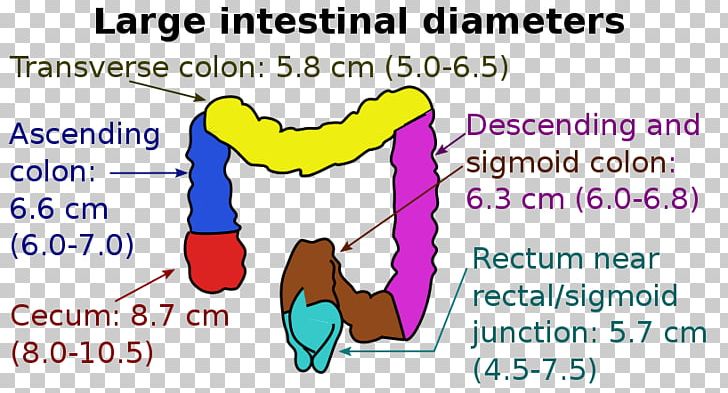 Large Intestine Transverse Colon Ascending Colon Cecum Descending Colon PNG, Clipart, Anatomy, Angle, Appendix, Area, Ascending Colon Free PNG Download