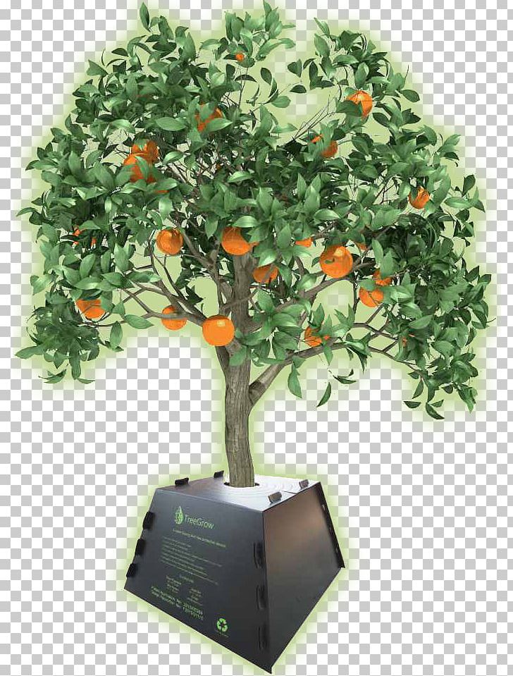 Tree Orange Maarab Lebanese Forces President Of Lebanon PNG, Clipart, Lebanese Forces, Orange, President Of Lebanon, Tree Free PNG Download
