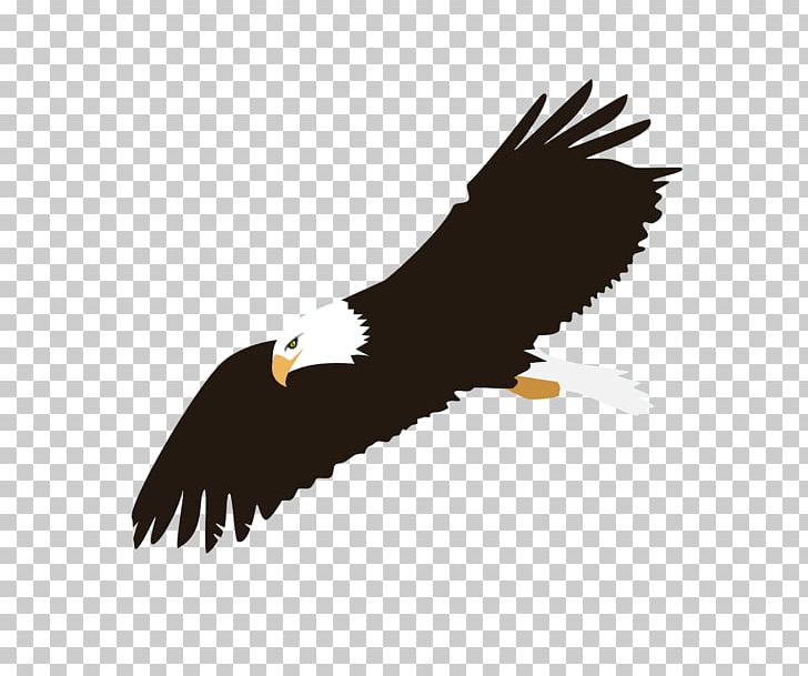 Eagle Flight Bald Eagle PNG, Clipart, Accipitriformes, Animals, Bald Eagle, Beak, Bird Free PNG Download
