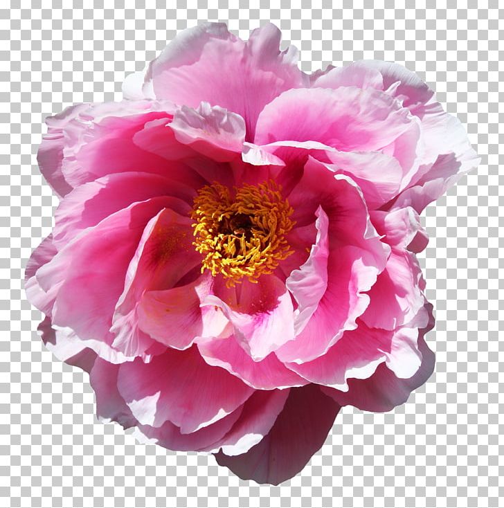 Flower Rose PNG, Clipart, Blue, Color, Cut Flowers, Desktop Wallpaper, Floral Design Free PNG Download