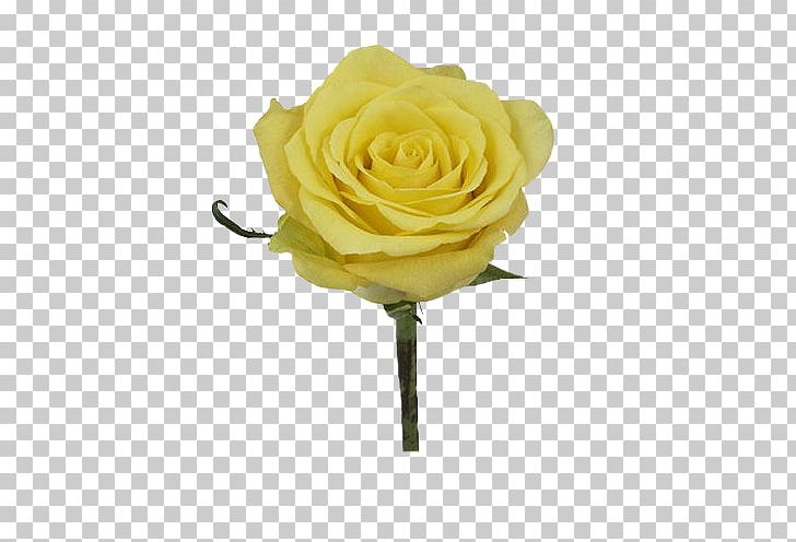 Garden Roses Flower Bouquet Yellow Petal PNG, Clipart, Cut Flowers, Flower, Flower Bouquet, Flowering Plant, Garden Free PNG Download