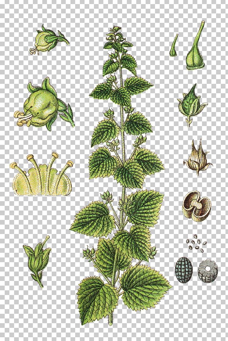 Green Figwort Scrophularia Vernalis Carex Acuta Rhinanthus Angustifolius PNG, Clipart, Antirrhinum Majus, Botany, Branch, Care, Crops Free PNG Download
