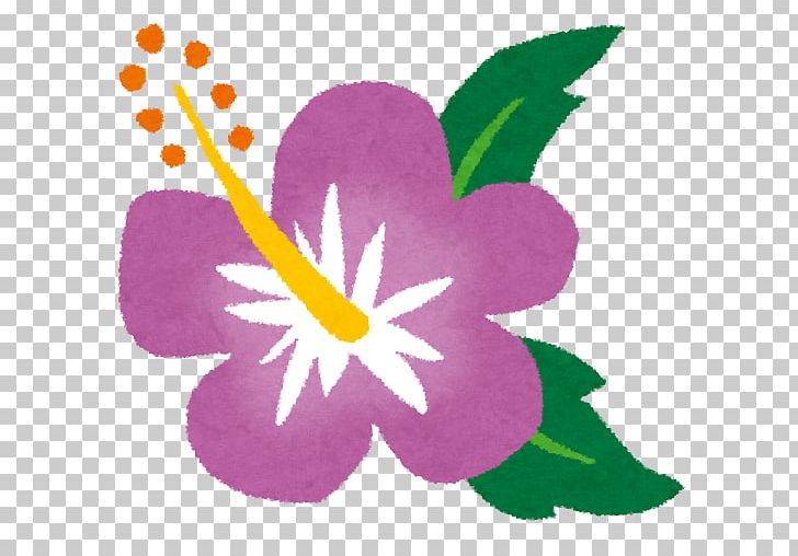 ハイビスカス Roselle Urasoe ＫＴＰキッズイングリッシュクラブ Tea PNG, Clipart, Flora, Flower, Flowering Plant, Hibiscus, Magenta Free PNG Download