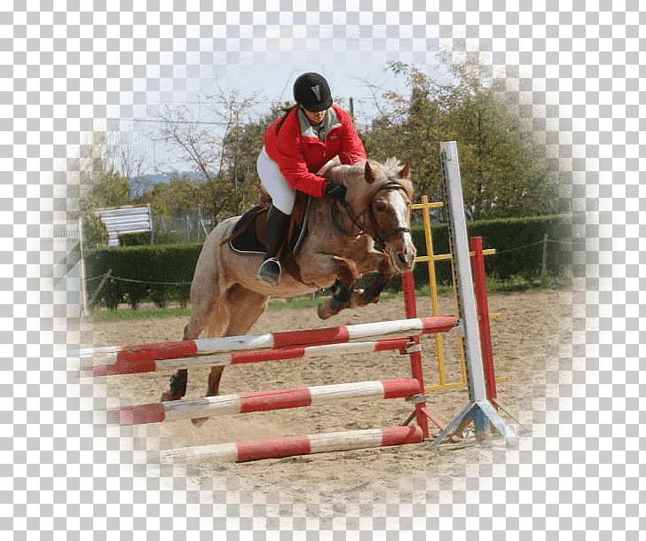 Show Jumping Horse Hunt Seat Equitation Eventing PNG, Clipart, Animals, Animal Sports, Bridle, Camping, Competition Free PNG Download