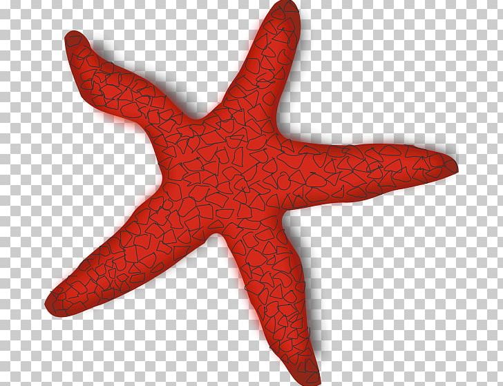 Starfish PNG, Clipart, Adobe Illustrator, Animal, Animals, Blog, Clip Art Free PNG Download