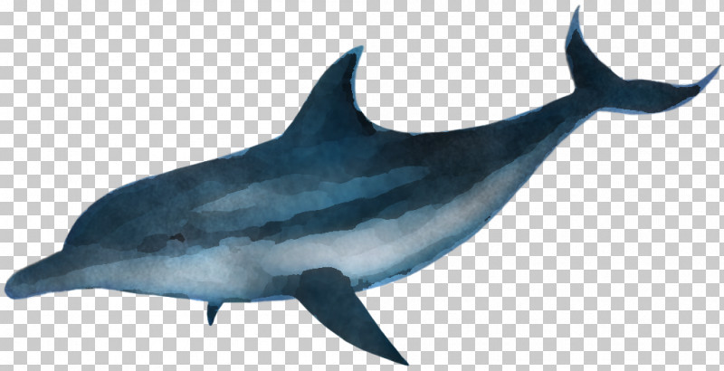 Shark PNG, Clipart, Bottlenose Dolphin, Cetacea, Common Dolphins, Cretoxyrhina, Dolphin Free PNG Download