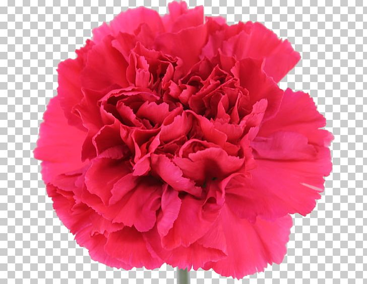 Carnation Cabbage Rose Cut Flowers Peony PNG, Clipart, Cabbage Rose, Carnation, Cut Flowers, Dianthus, Divine Free PNG Download