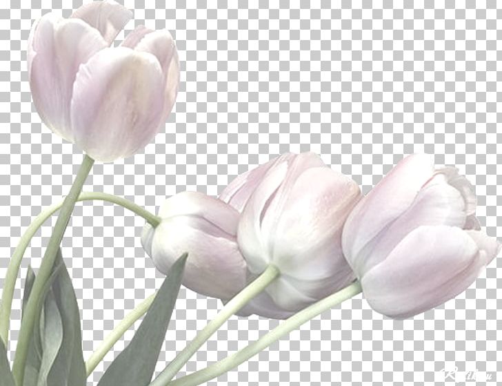 Flower Bouquet Tulip PNG, Clipart, Blog, Bracelet, Bud, Cut Flowers, Daytime Free PNG Download