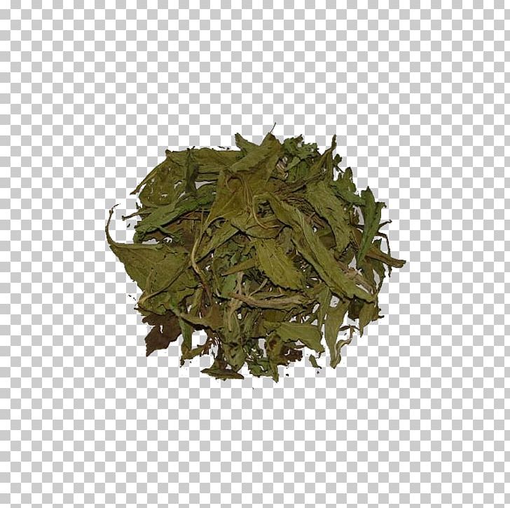 Green Tea Candyleaf Stevia Herb PNG, Clipart, Assam Tea, Bai Mudan, Bancha, Biluochun, Bulk Free PNG Download