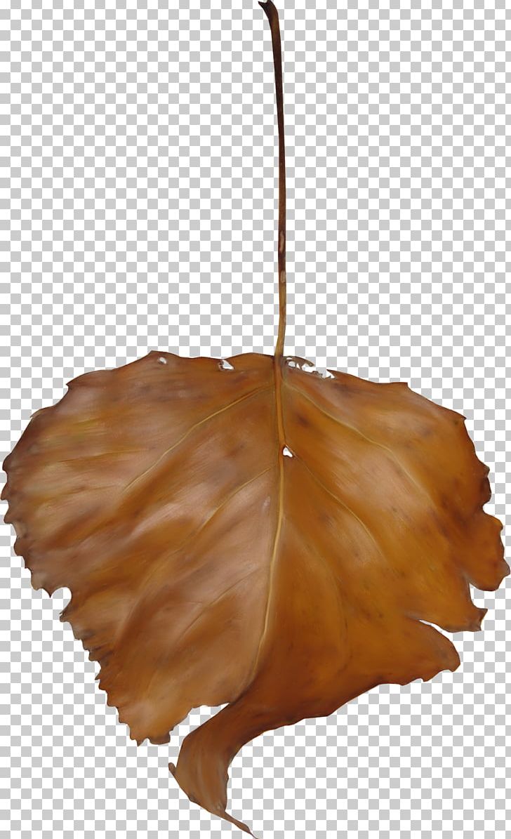 Leaf Photography Branch PNG, Clipart, Branch, Brown, Color, Conifer Cone, Curl Free PNG Download